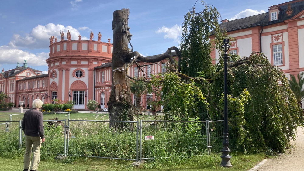 Biebricher Schlosspark