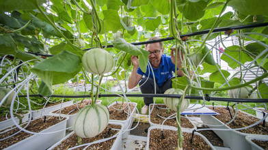 Melonen-Anbau in Geisenheim: Landwirte reagieren aufs Klima