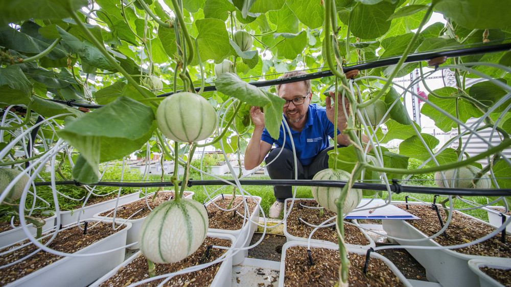 Michael Kloss, Versuchsingenieur am Landesbetriebs Landwirtschaft Hessen (LLH), kniet im Versuchsanbau für Melonen.