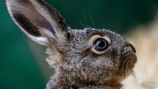 Brut- und Setzzeit: NABU bittet Spaziergänger um Rücksicht