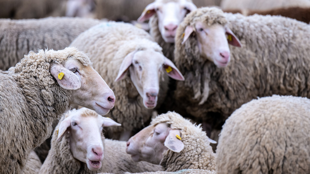 Auch in Hessen sind mehr als 260 Betriebe und Tierhaltungen von der Blauzungenkrankheit betroffen. Auch Schafe können sich infizieren. Beim Festumzug beim traditionellen Schäferfest in Hungen sind deshalb keine Schafe dabei (Symbolbild).