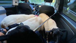 Polizei transportiert Schafe im Streifenwagen