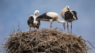 NABU: Zahl der Störche in Hessen gestiegen