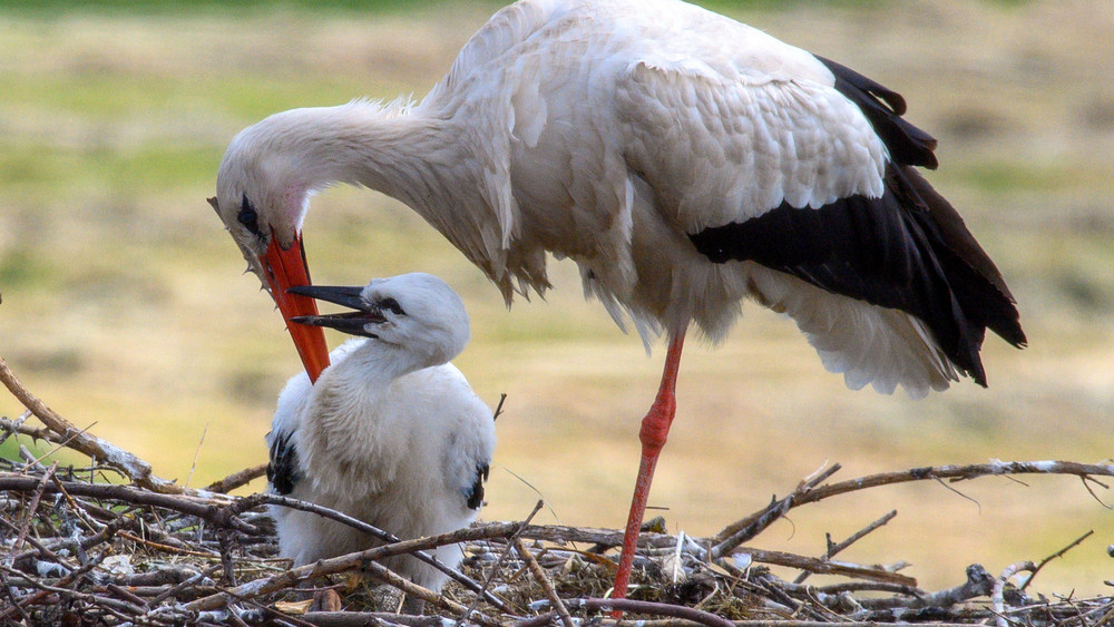 Tierschützer gehen davon aus, dass die Zahl der Storch-Brutpaare in Hessen auch in diesem Jahr wieder steigt (Symbolbild).