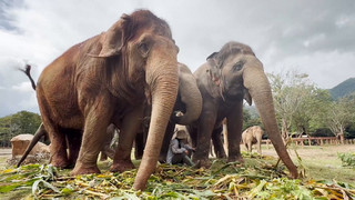 So heilt Thailands Elefantenflüsterin Tierseelen