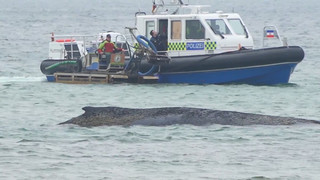 Gestrandeter Wal: Weiterer Rettungsversuch gescheitert