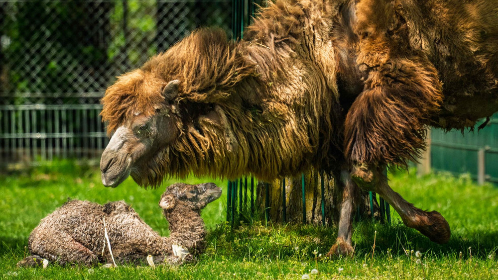 Trampeltier im Opel-Zoo geboren