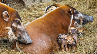 Gestreifter Nachwuchs im Opel-Zoo: 3 neue Pinselohrschwein-Ferkel
