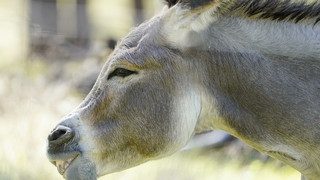 Tierische Einsätze für die Polizei in Rotenburg