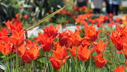 Marburg: Marburger Frühling