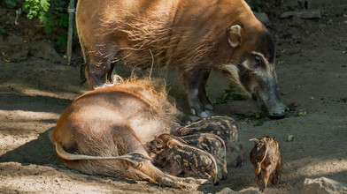 Vier kleine, neue Pinselohr-Ferkel im Opel-Zoo