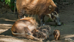 Vier kleine, neue Pinselohr-Ferkel im Opel-Zoo