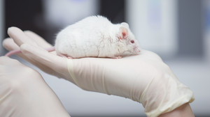 Darmstadt: Merck-Chefin Garijo für Ausstieg aus Tierversuchen