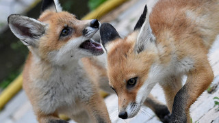 Unerwarteter Gast in Eberbach: Fuchs liegt auf dem Sofa