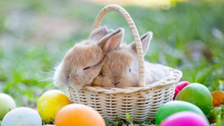 Tierschützer warnen vor Kaninchen-Geschenken