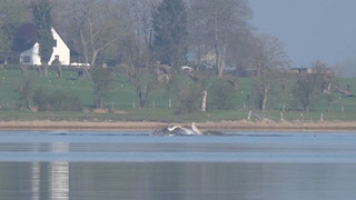 Rettung in der «heißen Phase»: Wal zeigt plötzlich Reaktion