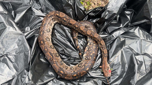 Mann in Schotten zieht tote Riesen-Schlange aus der Nidda