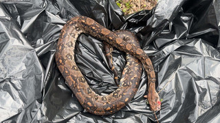 Mann in Schotten zieht tote Riesen-Schlange aus der Nidda