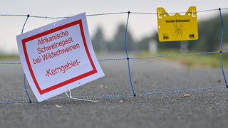 Schweinepest im Kreis Mainz-Bingen: Elektrozäune am Rhein, 30 Km lang
