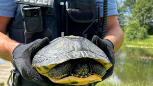 Schildkröte bei Liebenau gefunden - 1,5 km von ihrem Teich entfernt
