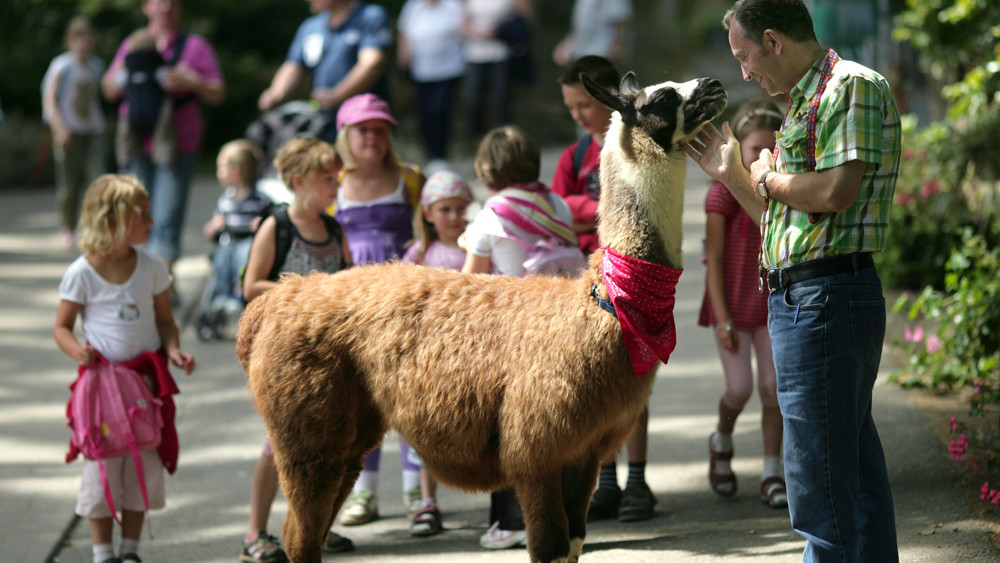 Lama-Wandern im Vogelsberg