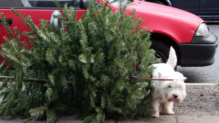 Weihnachtsbaum-Entsorgung: Die Termine für Hessen