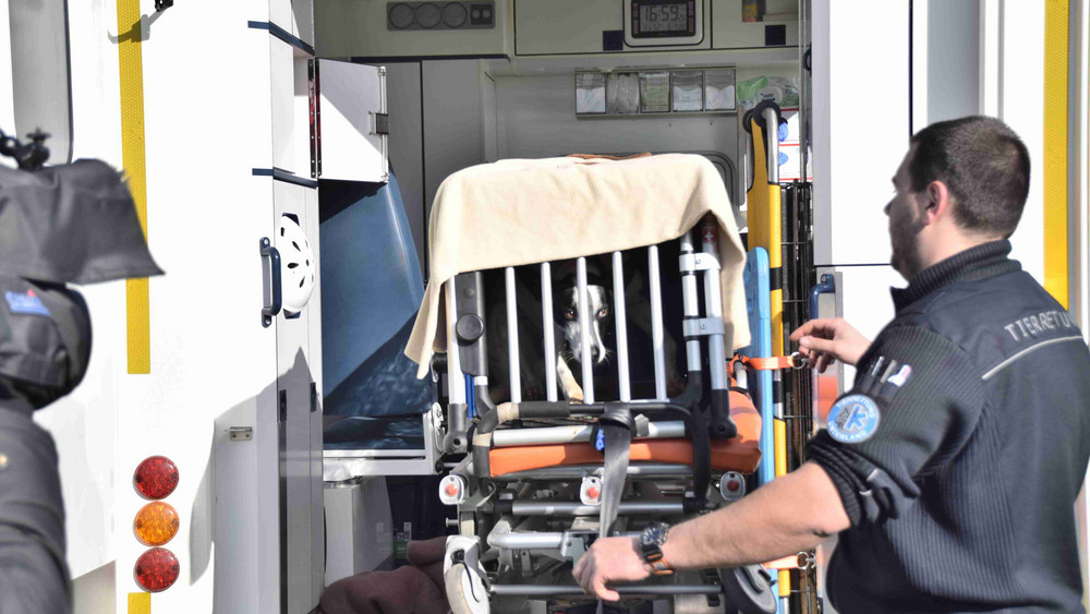 Schließlich wurde "Lupo" eingefangen.