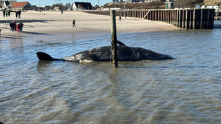 Experten warnen: Toter Pottwal vor Sylt könnte explodieren