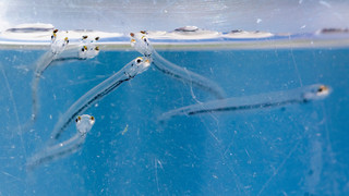 660.000 Maifisch-Larven im Rhein ausgesetzt -Fisch gilt als bedroht