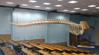 Gießener Pottwal-Hörsaal: Nächster Hörsaal wegen Schäden dicht