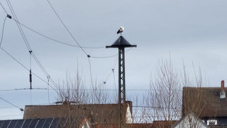 Störche in Hünfeld sollen umziehen - Klappt aber nicht