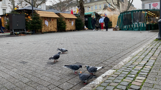 Limburg: Tauben-Tötung soll per Bürgerentscheid verhindert werden