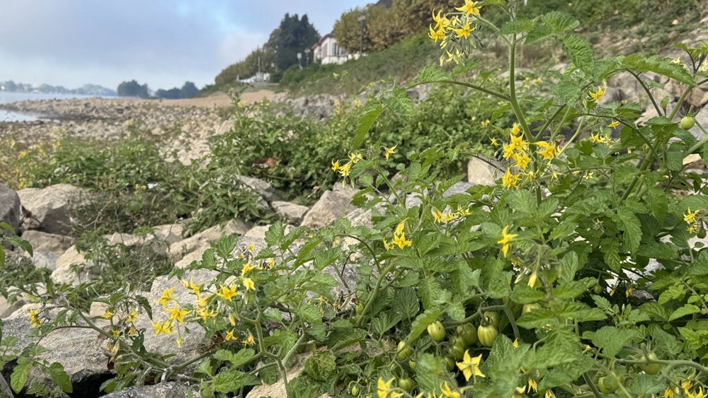 Im Rheinbett wachsen aktuell Tomaten, wo sonst der Fluss fließt. Die Ursachen für die Pflanzen können ganz unterschiedlich sein. 
