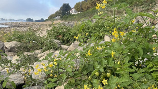 Niedrigwasser in Eltville bringt Tomaten zum Vorschein