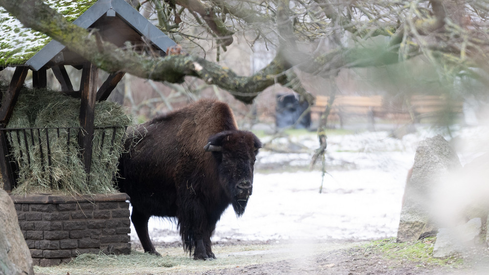 Unweit vom geschlossenen Eingang des Tierparks Berlin stehen Bisons in ihrem Gehege. Wegen eines Ausbruchs der Maul- und Klauenseuche in einer Büffelherde in Brandenburg hat der Tierpark zur Sicherheit für Besucher geschlossen. 