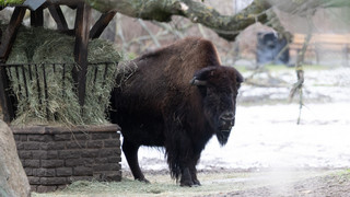 Deutschland: Bisher keine weiteren Fälle von Maul- und Klauenseuche