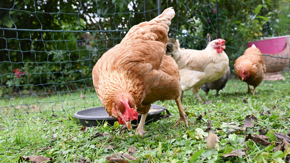 Hühner laufen durch den Garten einer Familie