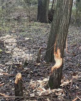 Fleißiger Biber setzt Radweg in Gießen unter Wasser (auto. import)