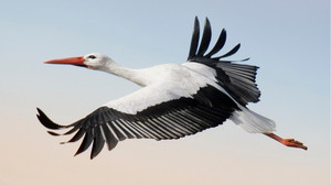 Tagaktive Segelflieger: Zehn Fakten über Störche