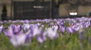 Kalendarischer Frühling beginnt: Sonnig und bis zu 20 Grad