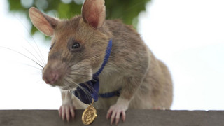 Denkmal für eine Ratte: Minenheld Magawa wird zur Legende