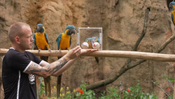 Bunte Vögel tippen auf Mexiko: Zoo-Orakel zur Fußball-WM