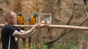 Bunte Vögel tippen auf Mexiko: Zoo-Orakel zur Fußball-WM