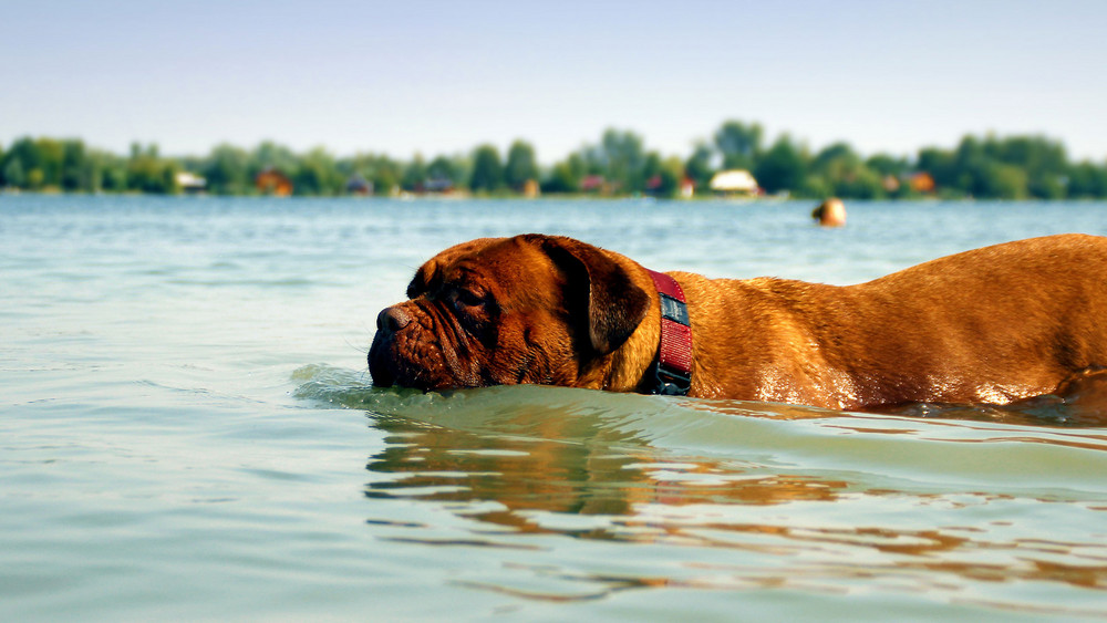 Hund badet im Wasser