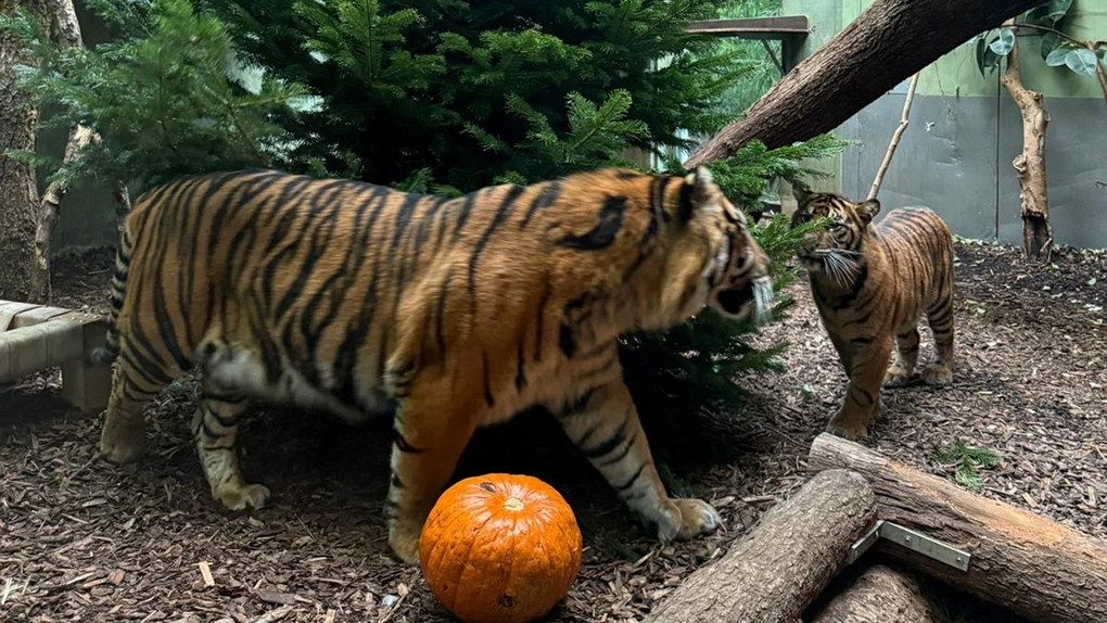 Keine Weihnachtsbäume in Oper Frankfurt: Futter für Zootiere