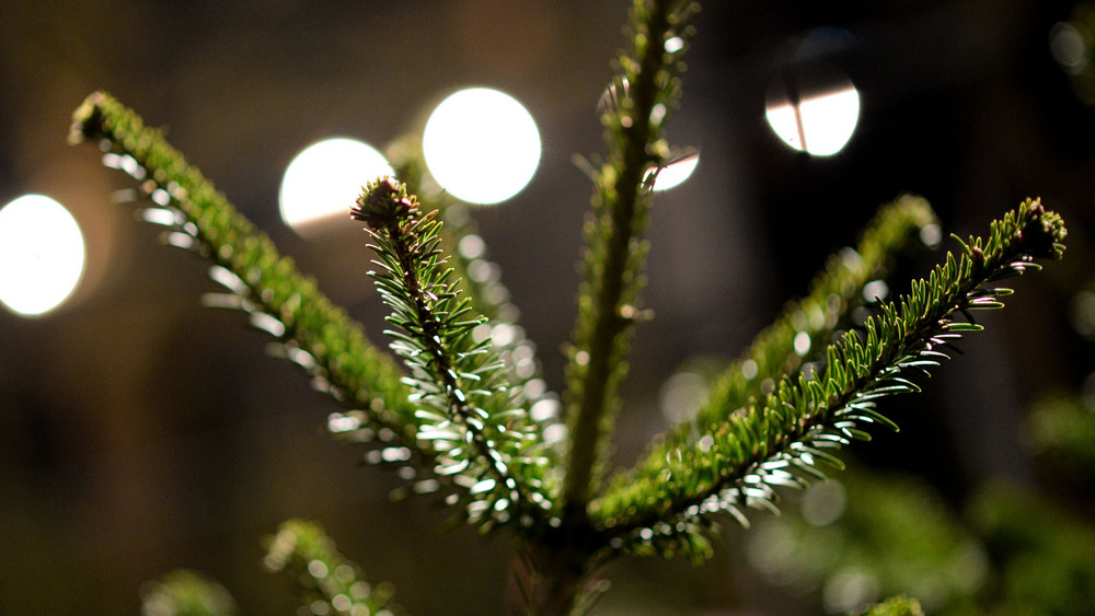 In Bebra gibt es am 9. und 16.12. einen Weihnachtsbaumverkauf vom TSV Bebra. 