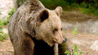 Bär greift Jogger in Italien an - 26-Jähriger kommt ums Leben