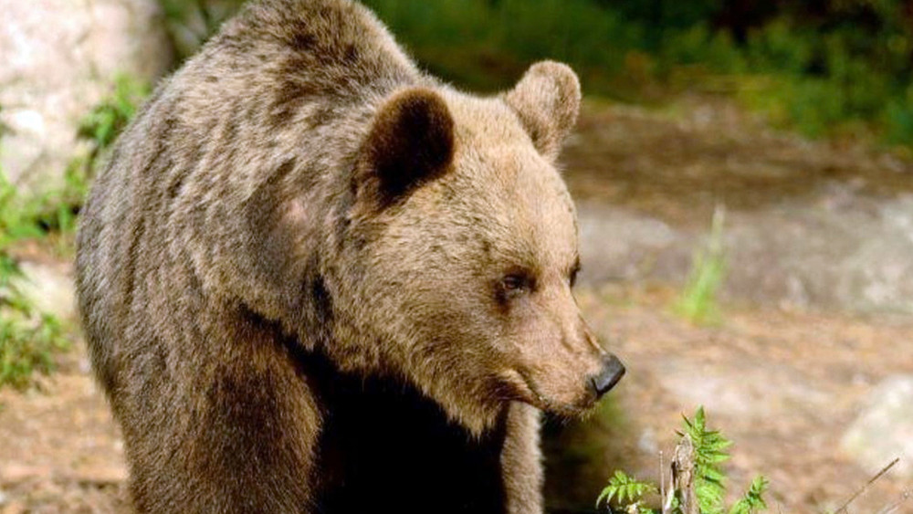 In einem Tal nördlich des Gardasees hat ein Bär einen Jogger getötet. Das hat die Autopsie bestätigt (Archivbild zeigt einen Bären in der Region Trentino).