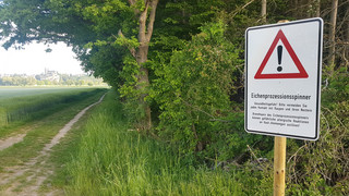 Kommunen warnen in diesen Tagen wieder vor Eichenprozessionsspinnern