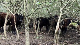 Sturmhauben und Mountainbikes: Erneut Rinder-Einfangaktion sabotiert